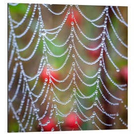 Magnettafel Tautropfen auf einem Spinnennetz