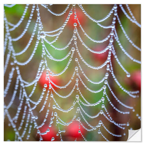 Wall sticker Dew drops on a cobweb