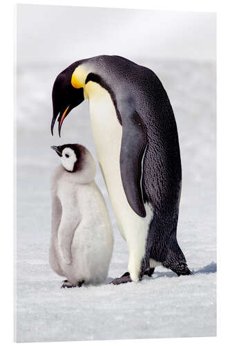 Acrylic print Chick standing next to its parent