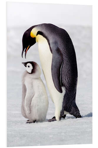 Foam board print Chick standing next to its parent