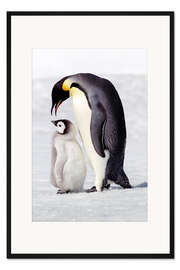 Gerahmter Kunstdruck Küken, das neben seinem Elternteil steht