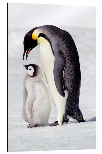 Gallery print Chick standing next to its parent