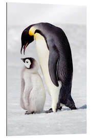 Gallery print Chick standing next to its parent