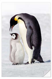 Selvklæbende plakat Chick standing next to its parent