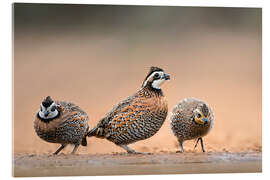 Akrylbilde Northern Bobwhites