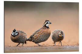 Aluminium print Northern Bobwhites