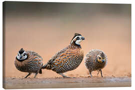 Canvas print Northern Bobwhites