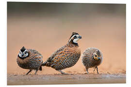 Foam board print Northern Bobwhites