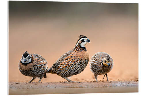 Galleriataulu Northern Bobwhites