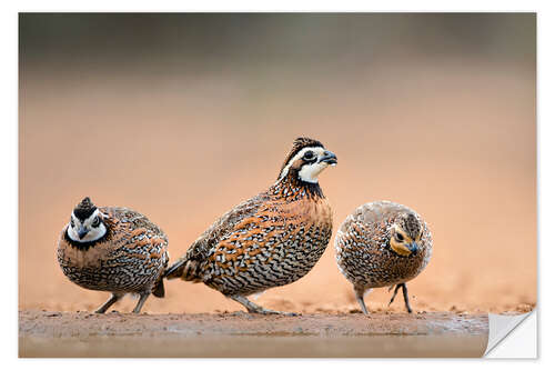 Selvklebende plakat Northern Bobwhites