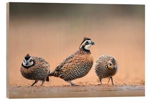 Wood print Northern Bobwhites