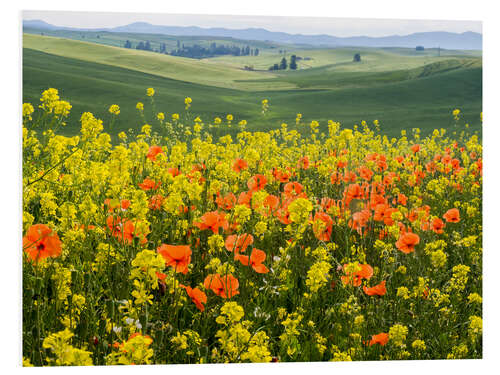 Foam board print Blooming wildflowers in the Palouse Country