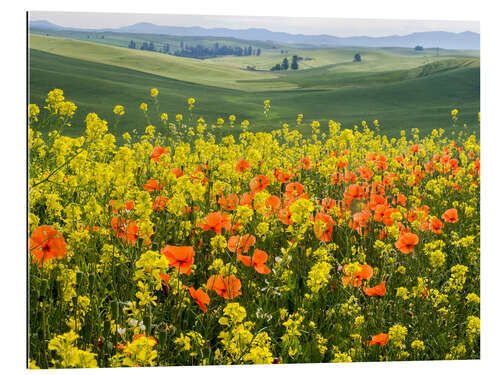 Cuadro de plexi-alu Blooming wildflowers in the Palouse Country