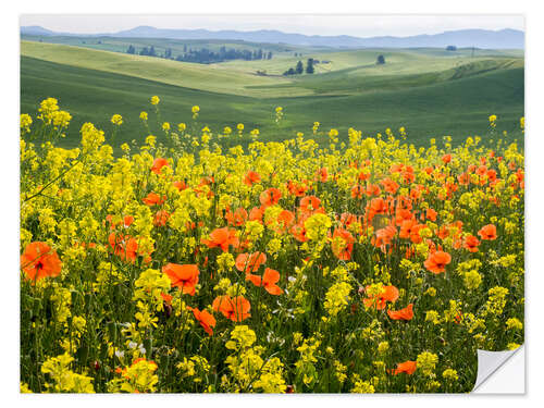 Vinilo para la pared Blooming wildflowers in the Palouse Country