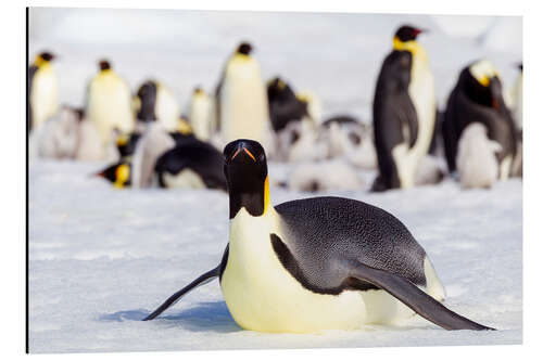 Aluminium print Emperor penguin lies on the edge of the hatchery