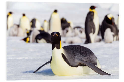 Print på skumplade Emperor penguin lies on the edge of the hatchery