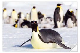 Wall sticker Emperor penguin lies on the edge of the hatchery