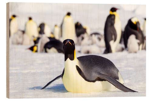 Wood print Emperor penguin lies on the edge of the hatchery