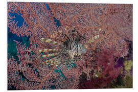 Cuadro de PVC Lionfish and coral