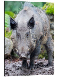 Aluminium print Wild boar