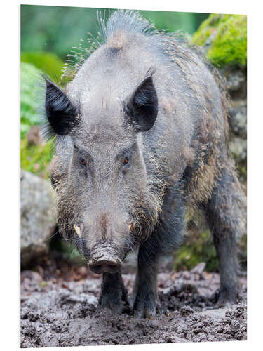 PVC print Wild boar