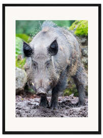 Gerahmter Kunstdruck Wildschwein