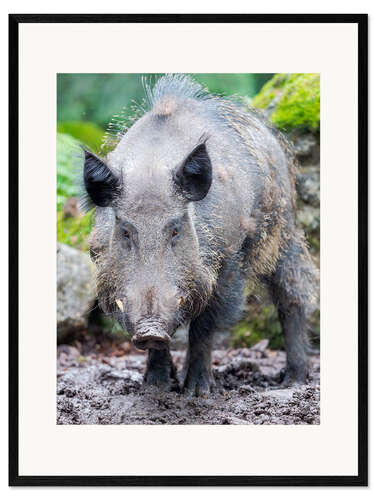 Kunsttryk i ramme Wild boar
