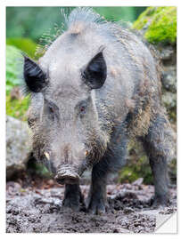 Vinilo para la pared Wild boar