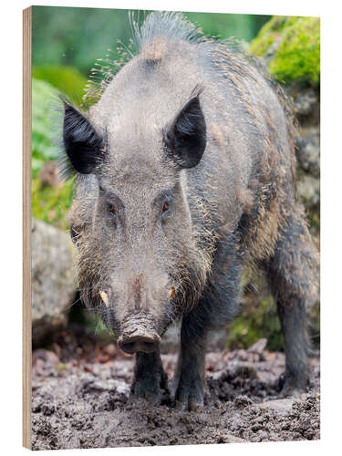 Holzbild Wildschwein