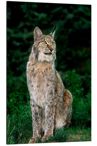 Alubild Kanadischer Luchs