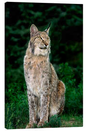 Stampa su tela Canadian lynx