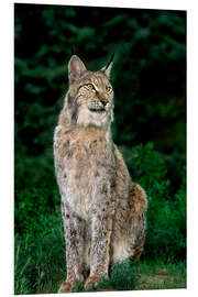 Stampa su PVC Canadian lynx