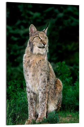 Galleriprint Canadian lynx