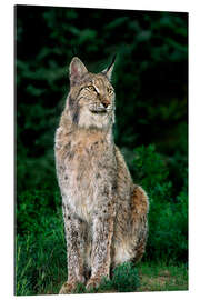 Gallery print Canadian lynx