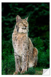 Adesivo murale Canadian lynx