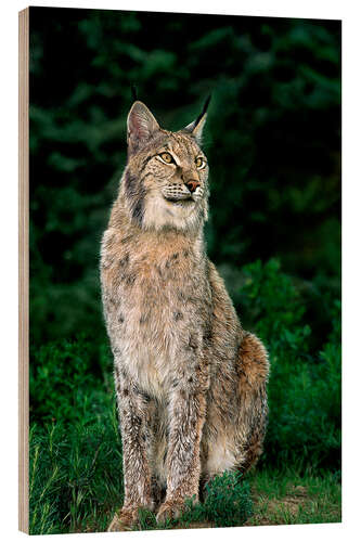 Wood print Canadian lynx