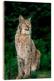 Holzbild Kanadischer Luchs