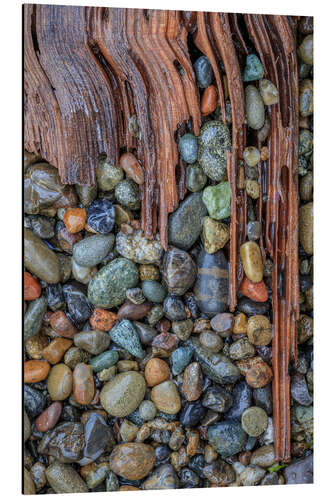 Aluminiumsbilde Driftwood and beach rocks