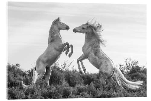 Tableau en verre acrylique Two stallions fighting