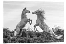 Acrylglas print Two stallions fighting