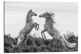 Aluminiumtavla Two stallions fighting