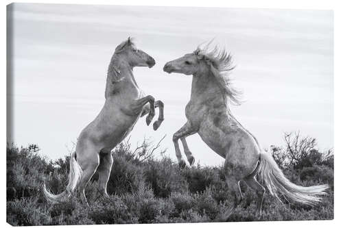 Canvas print Two stallions fighting