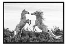 Gerahmter Kunstdruck Zwei Hengste im Kampf
