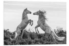 Foam board print Two stallions fighting