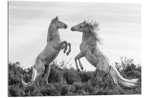 Gallery print Two stallions fighting