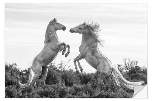 Selvklebende plakat Two stallions fighting