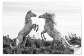 Sisustustarra Two stallions fighting