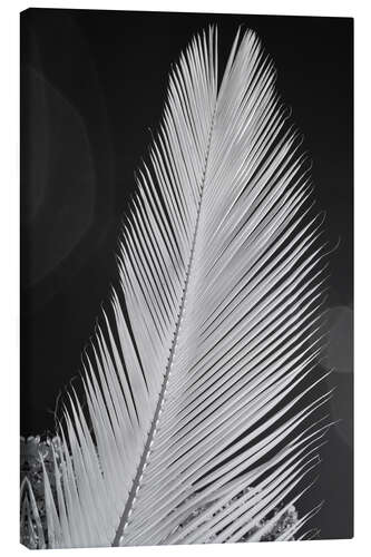 Lerretsbilde Infrared image of a palm frond