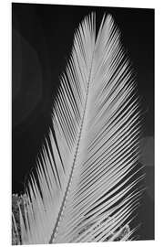 Foam board print Infrared image of a palm frond