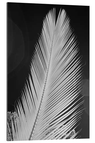 Gallery print Infrared image of a palm frond